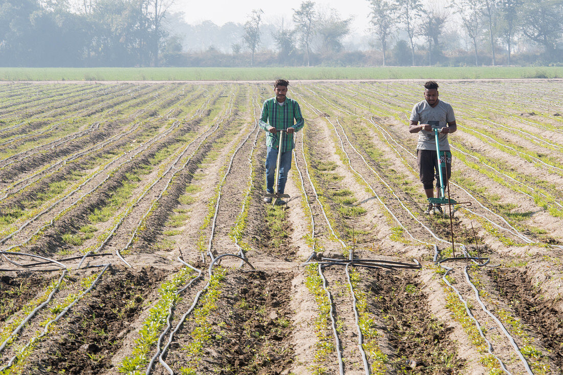 Men working with rows of crops, Punjab, India