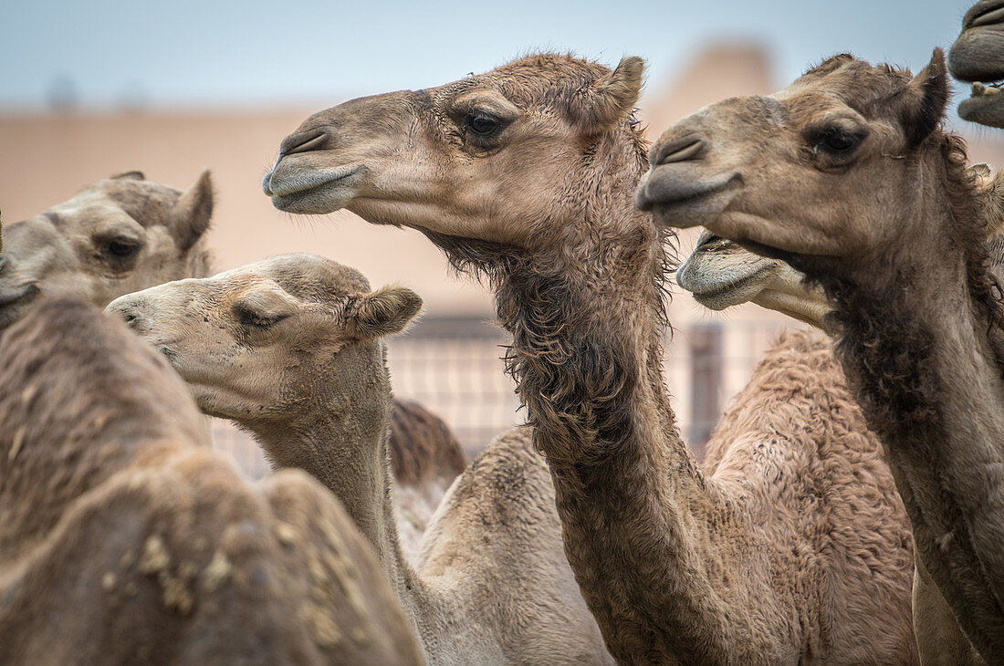Camel calves, Al Ain Camel Market, Abu Dhabi, UAE