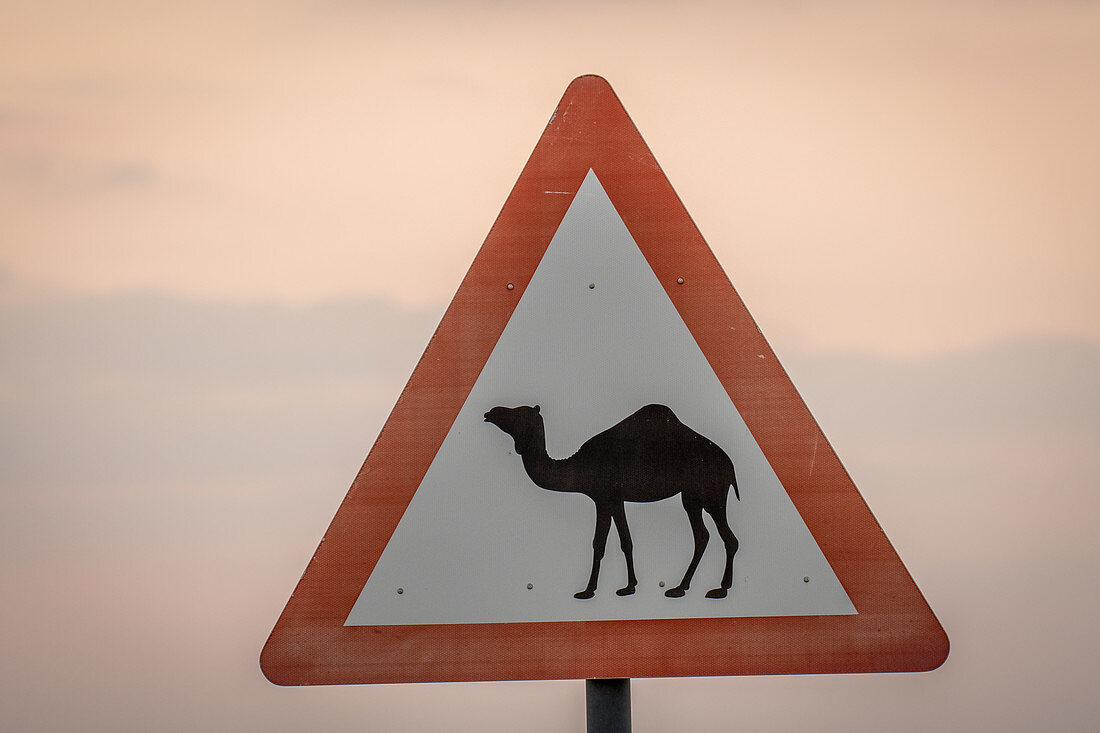 Camel crossing sign, Al Ain desert, Abu Dhabi, UAE