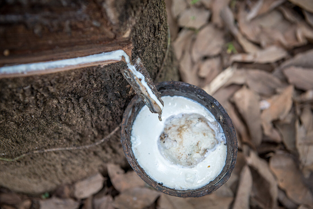 Collecting latex from rubber tree, Republic of Guinea