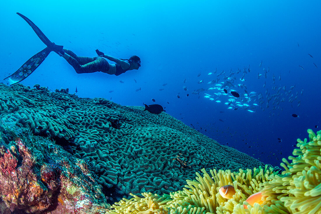 Freediver above brain coral and clownfish