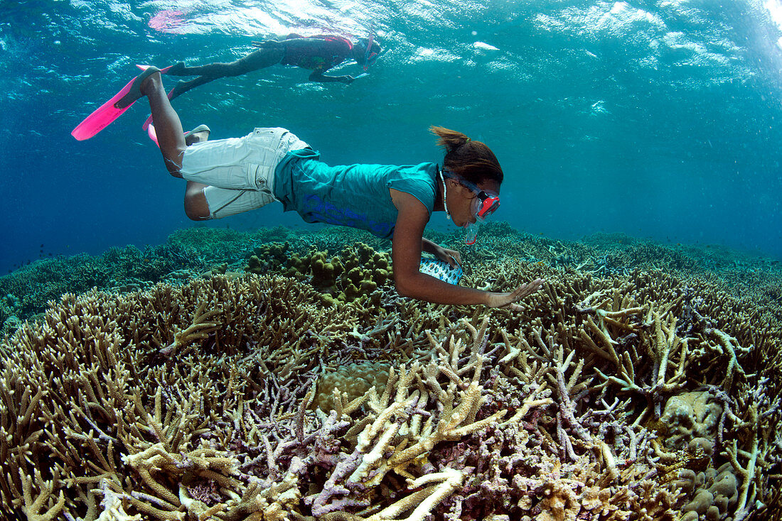 Snorkelling schoolchildren using coral reef ID guides