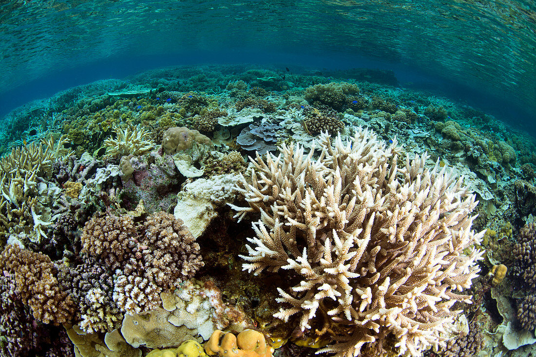 Healthy hard coral reef