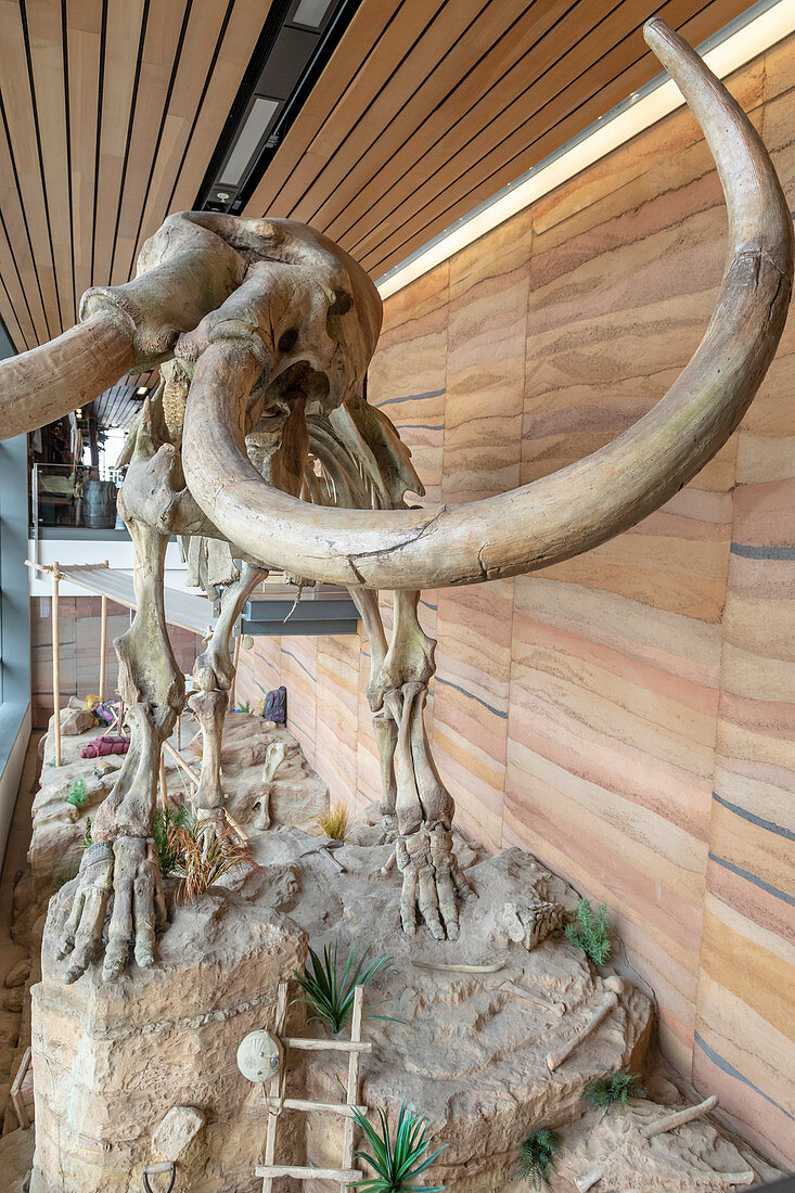 Columbian mammoth skeleton