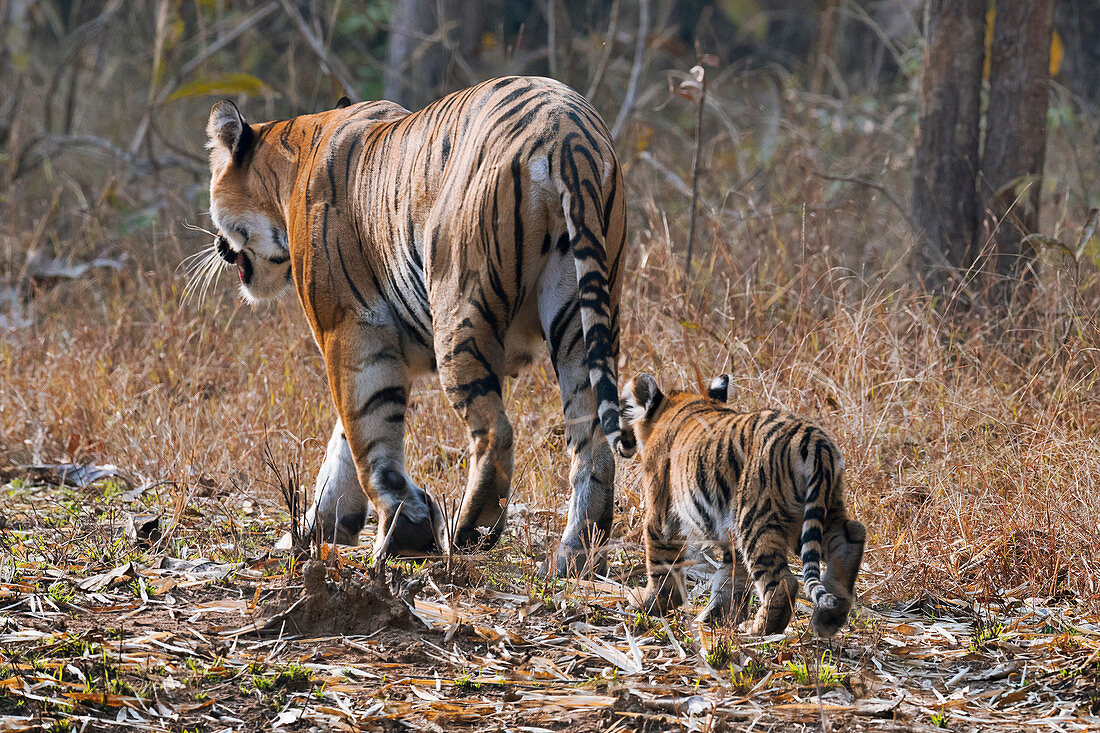 Bengal tiger and cub, India