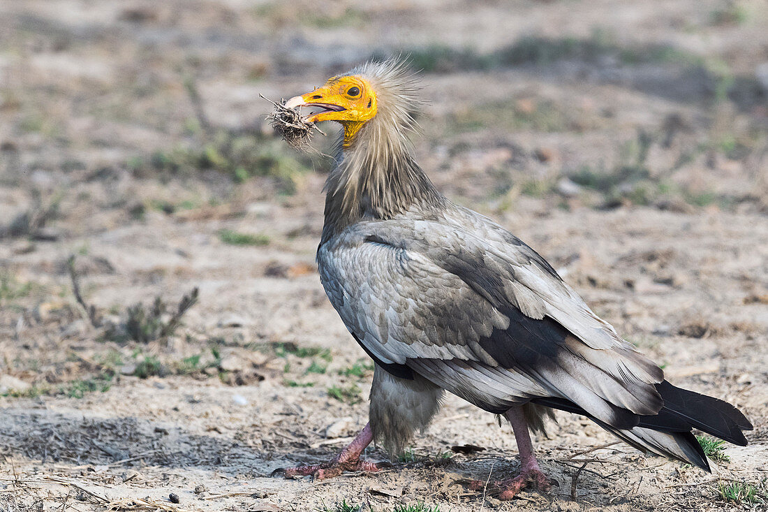 Egyptian vulture, India