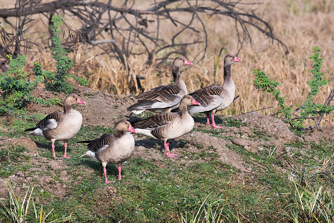 Greylag geese, India