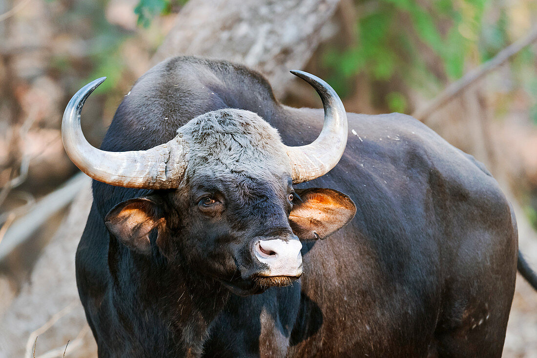 Gaur, India