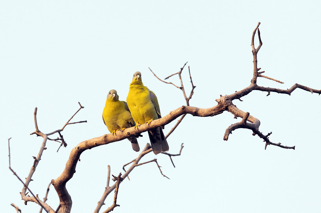 Yellow-footed green pigeons, India