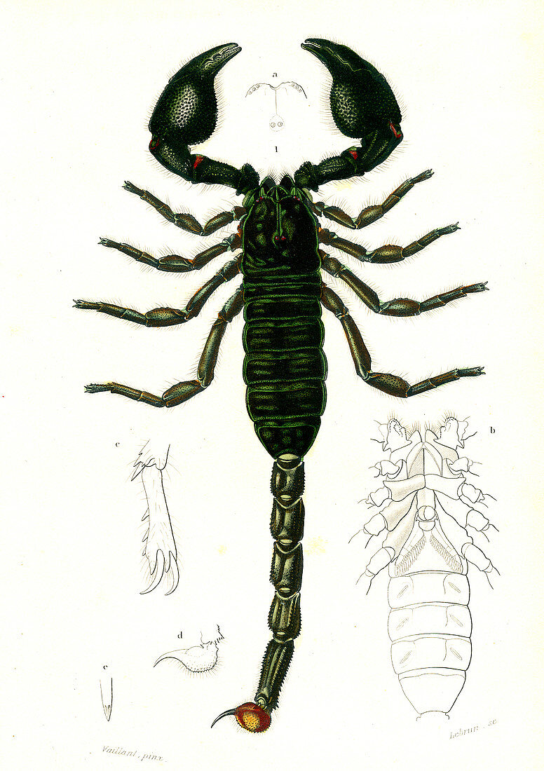 Scorpion, 19th Century illustration