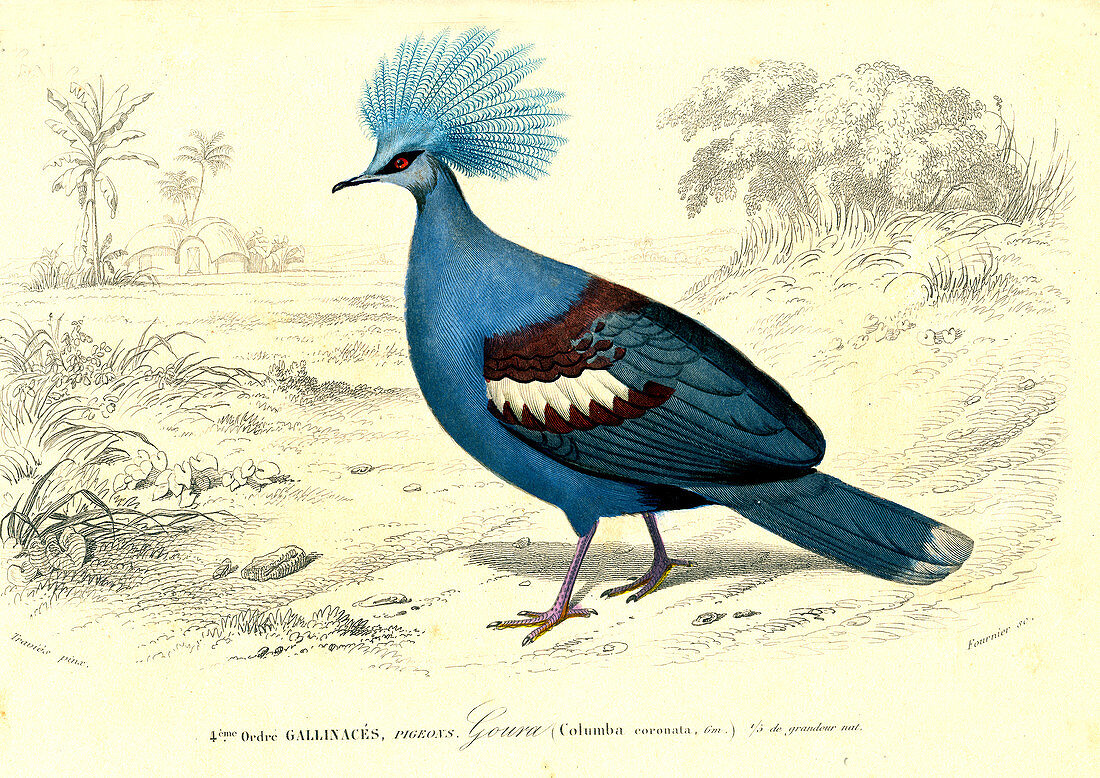 Crowned pigeon, 19th Century illustration
