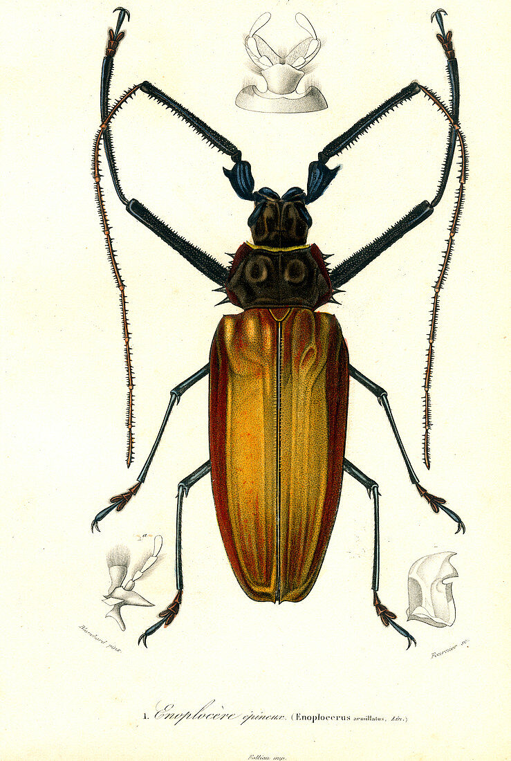 Giant longhorn beetle, 19th Century illustration