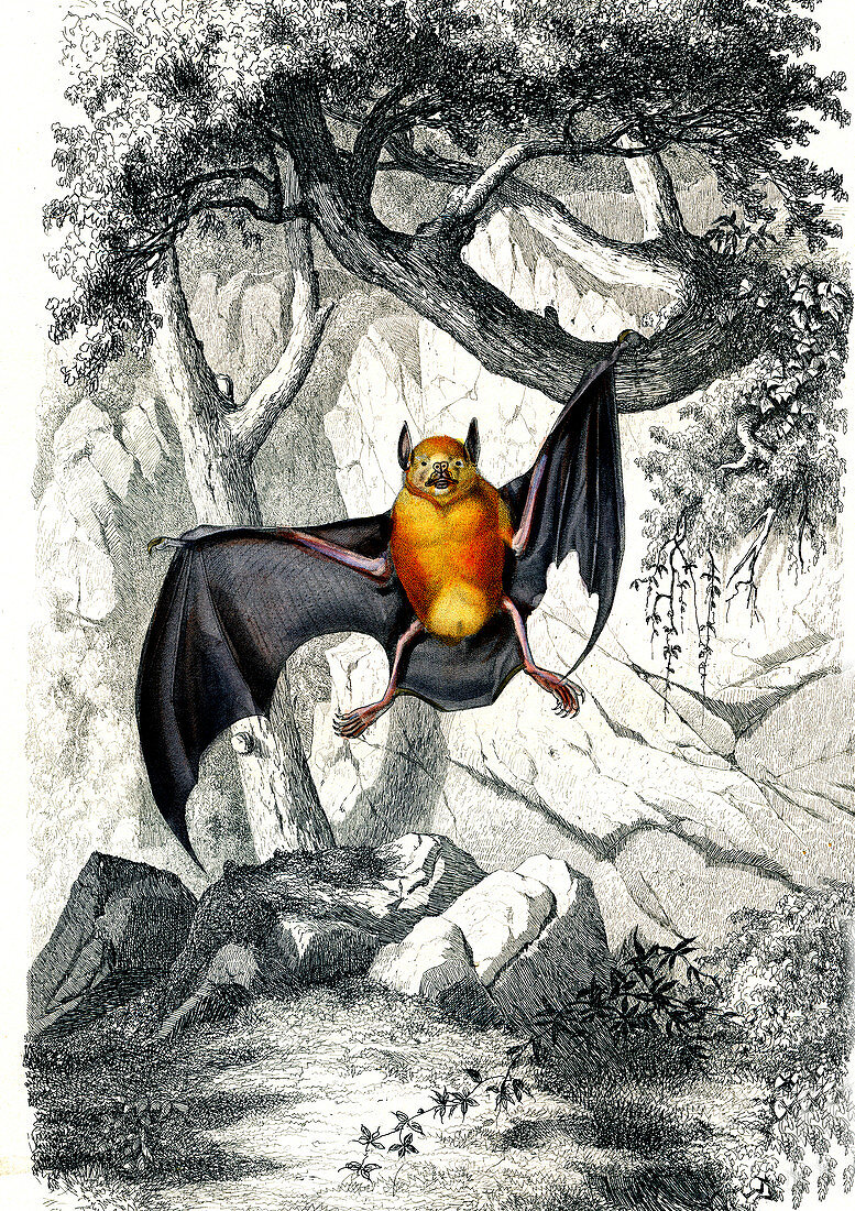 Greater bulldog bat, 19th Century illustration