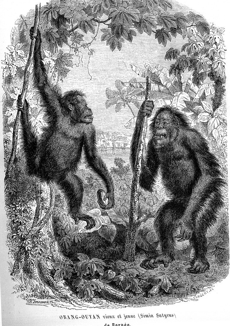 Orangutans, 19th Century illustration