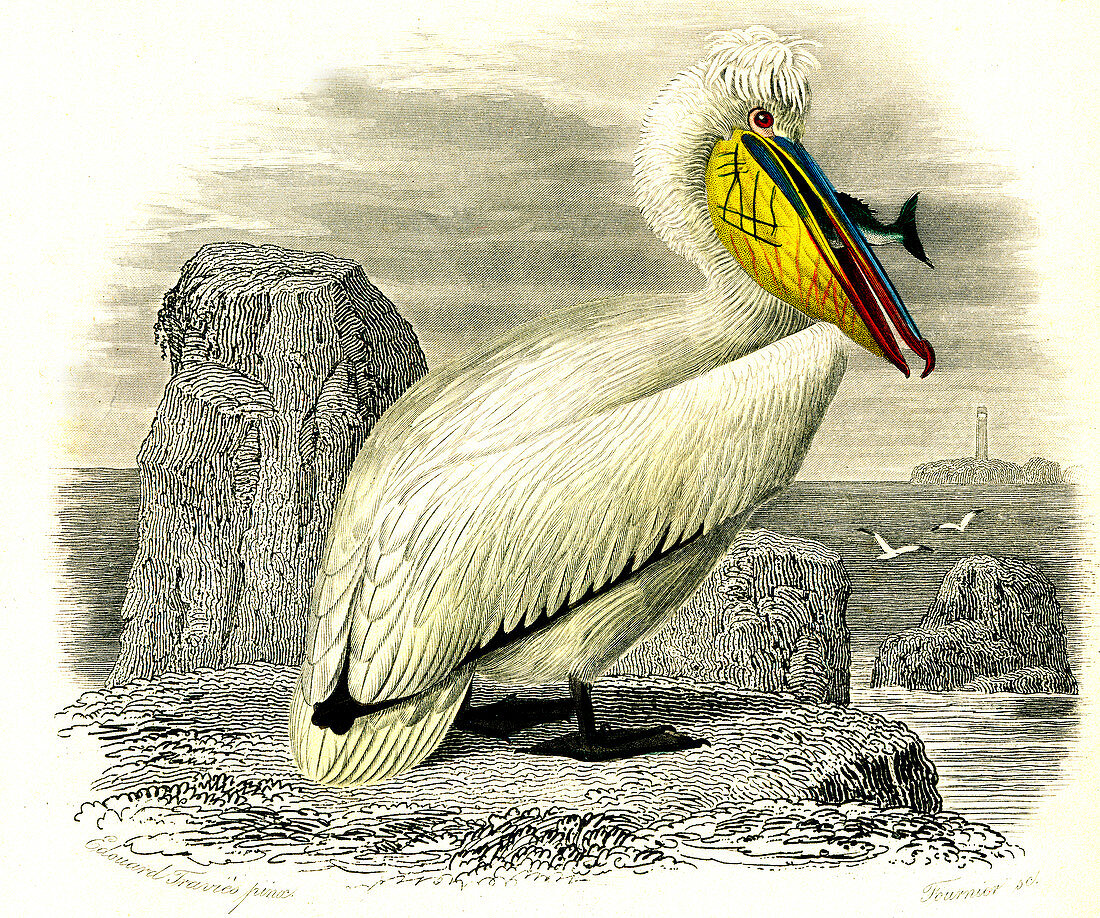 Dalmatian pelican, 19th Century illustration