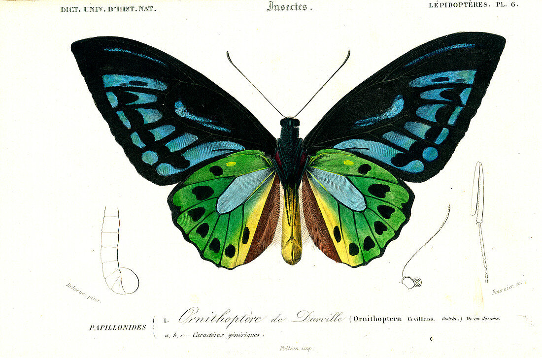Birdwing butterfly, 19th Century illustration