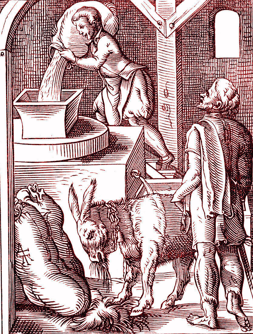 16th Century miller, illustration