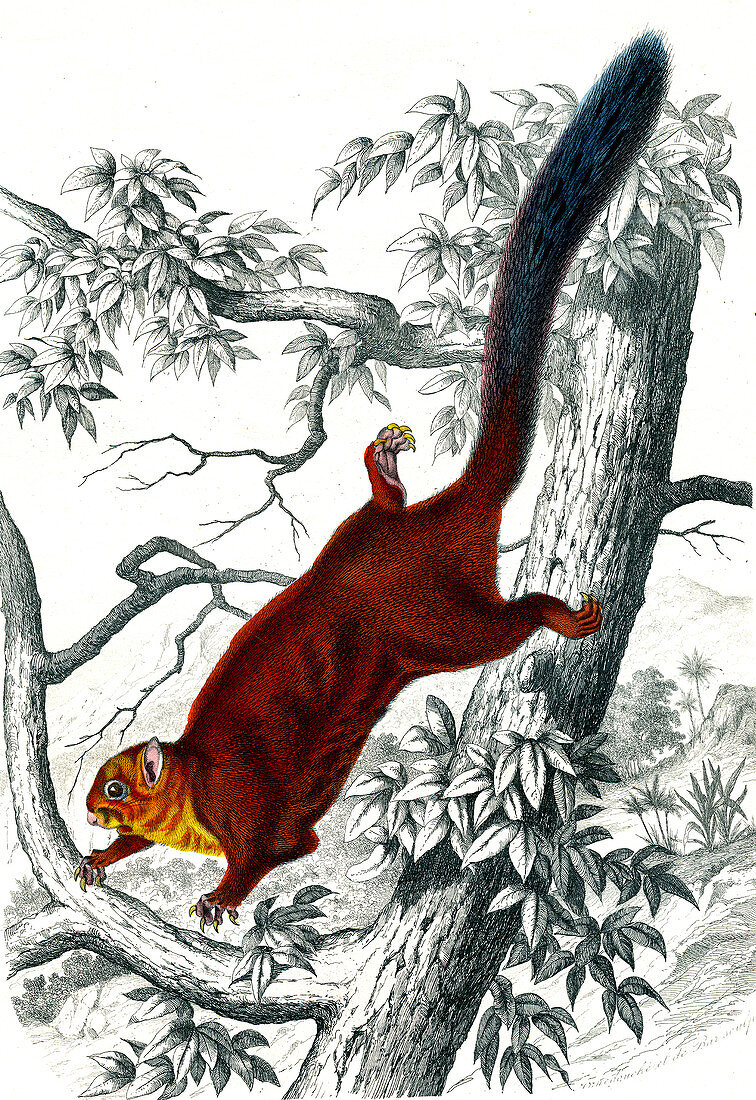 Flying squirrel, 19th Century illustration