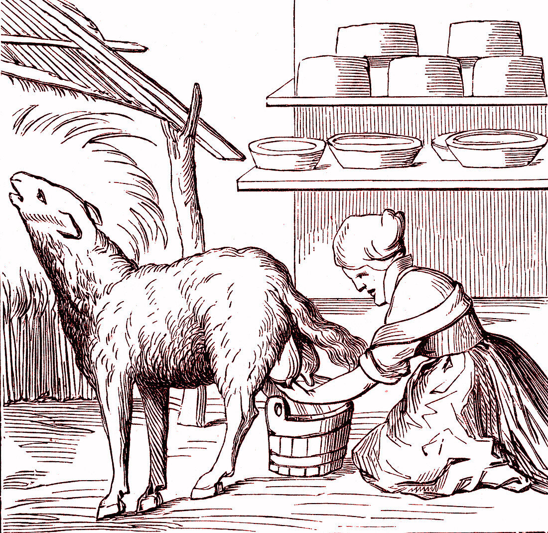 16th Century cheesemaker, illustration