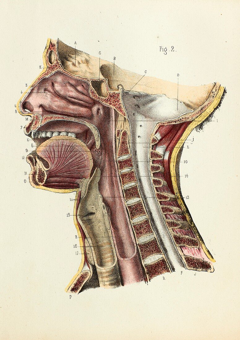 Mouth and neck anatomy, 1866 illustration