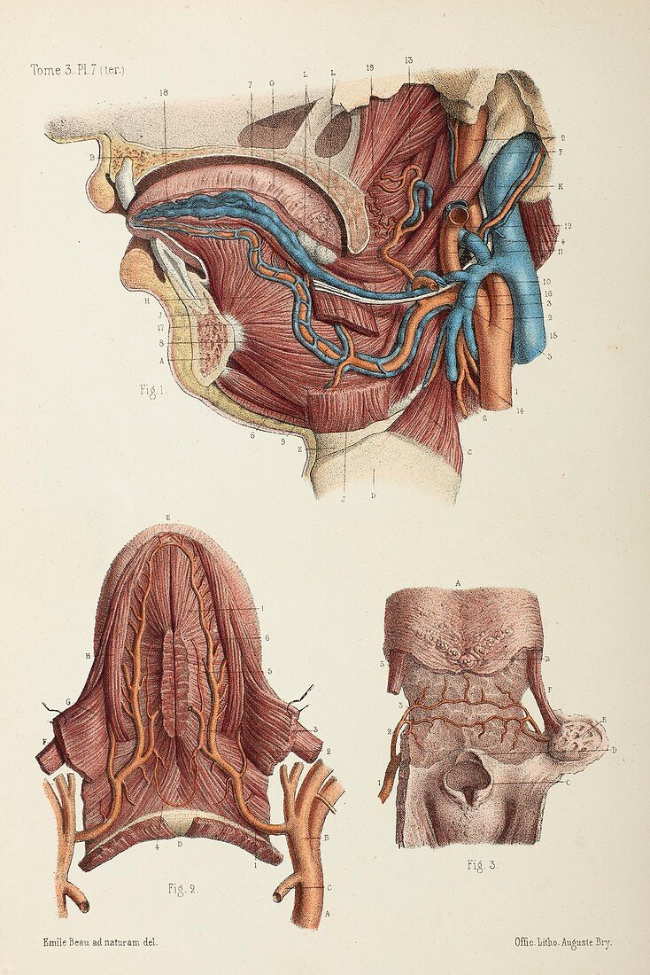Tongue blood vessel anatomy, 1866 illustration