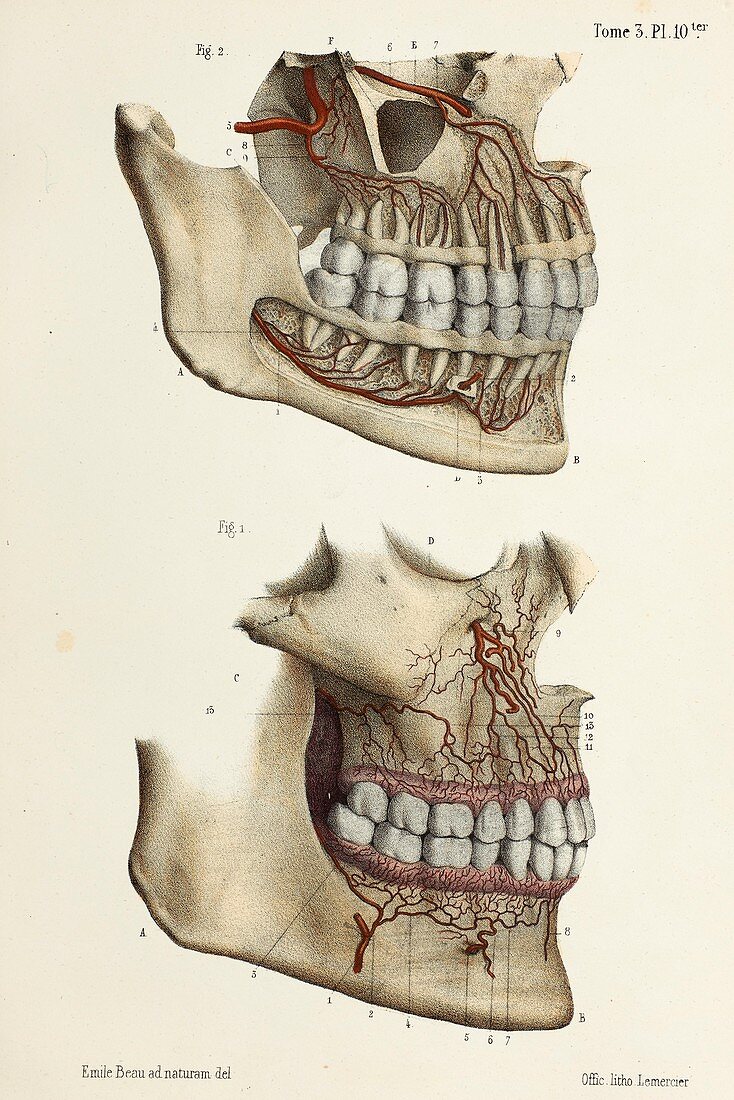 Teeth and gum artery anatomy, 1866 illustration