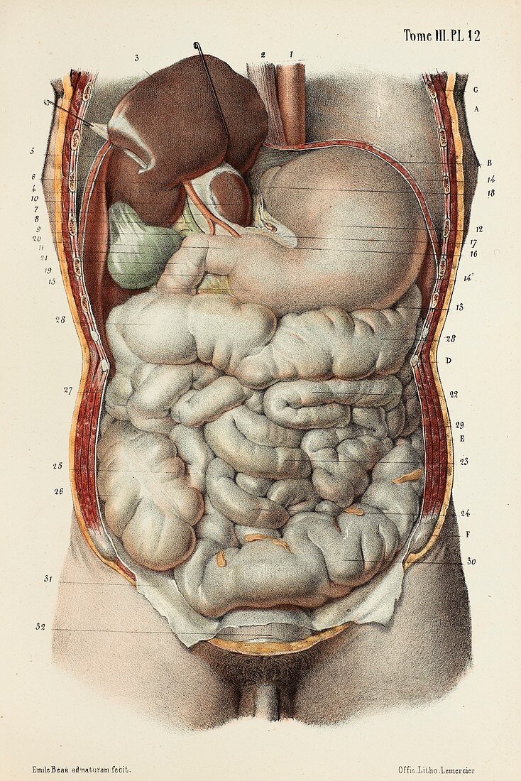 Digestive system organs, 1866 illustration