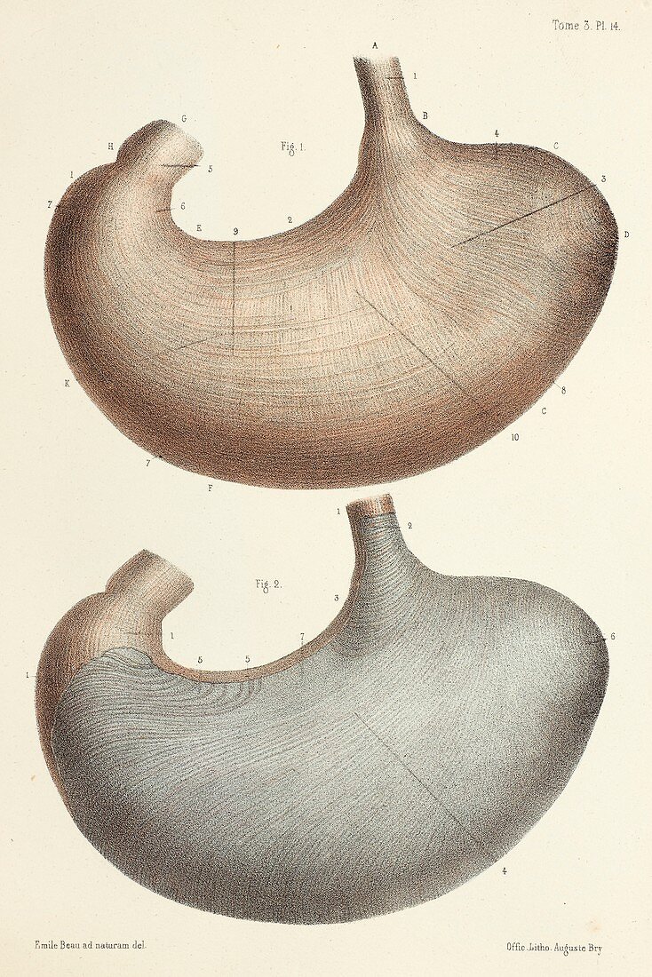 Stomach muscle layers, 1866 illustration