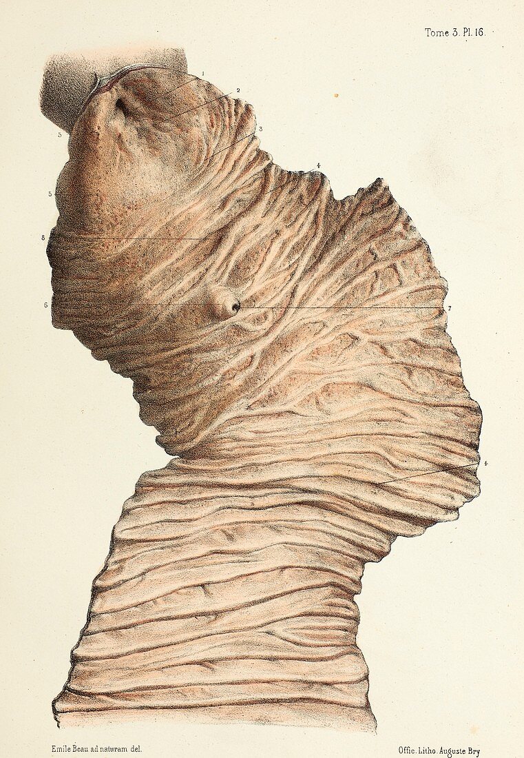 Duodenum mucosa, 1866 illustration