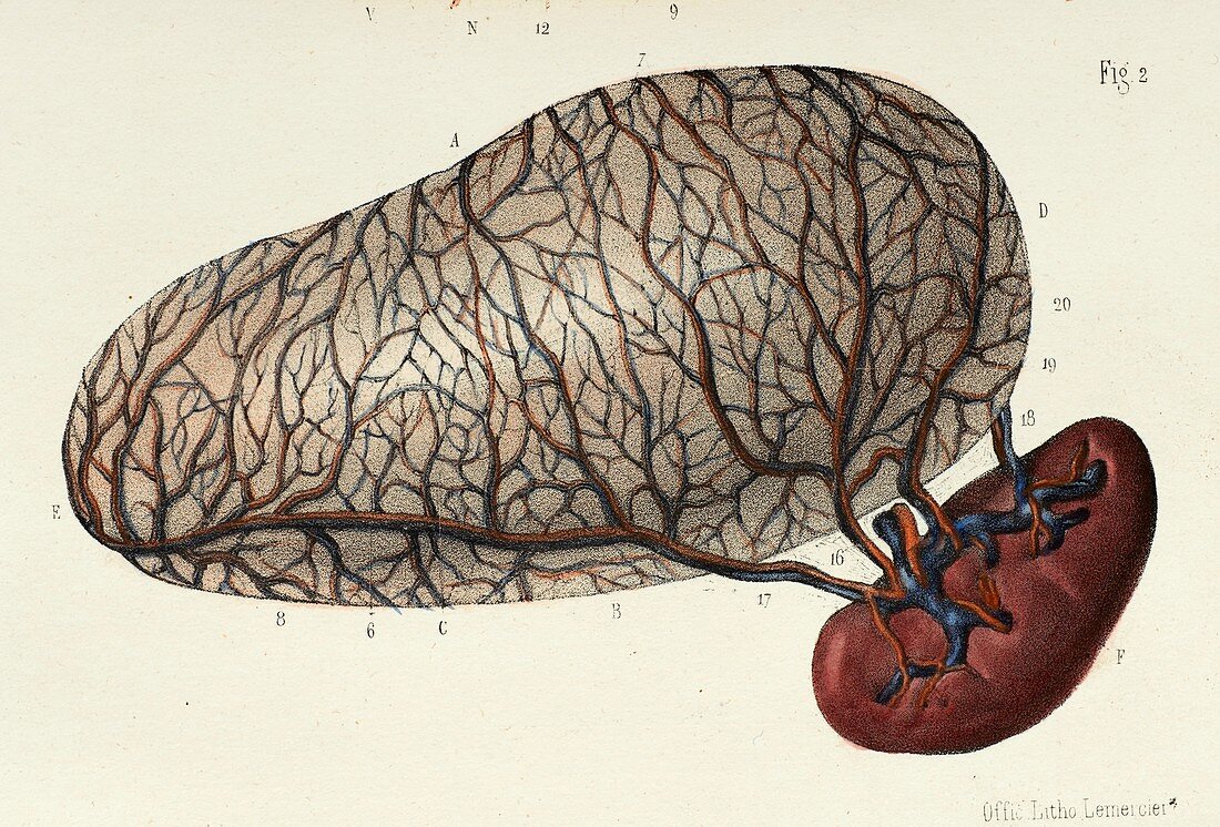 Stomach and spleen anatomy, 1866 illustration