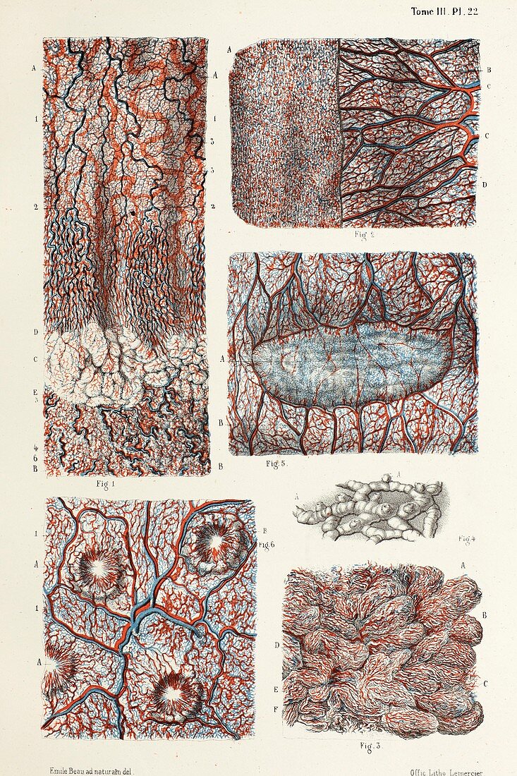 Oesophagus, stomach and intestinal mucosa, 1866 illustration