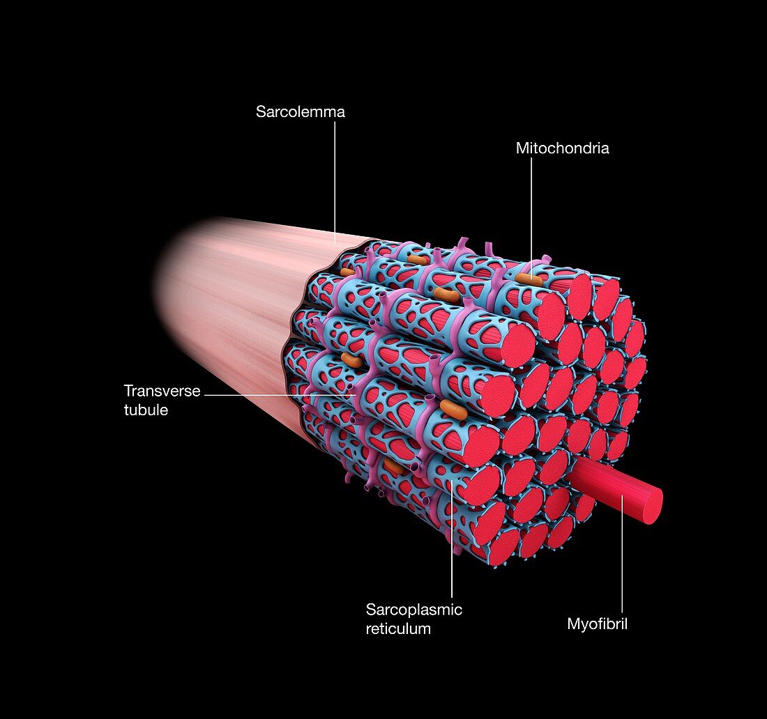 Muscle fibre structure, illustration