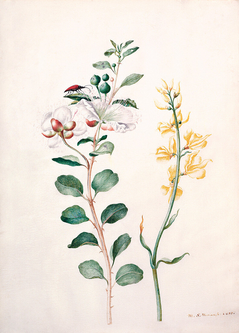 Capers, gorse and a beetle, 17th century