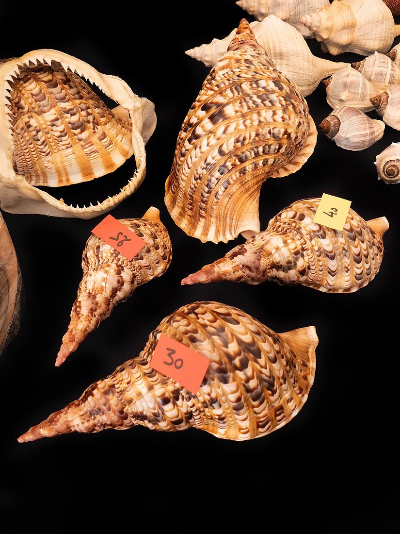 Giant triton shells