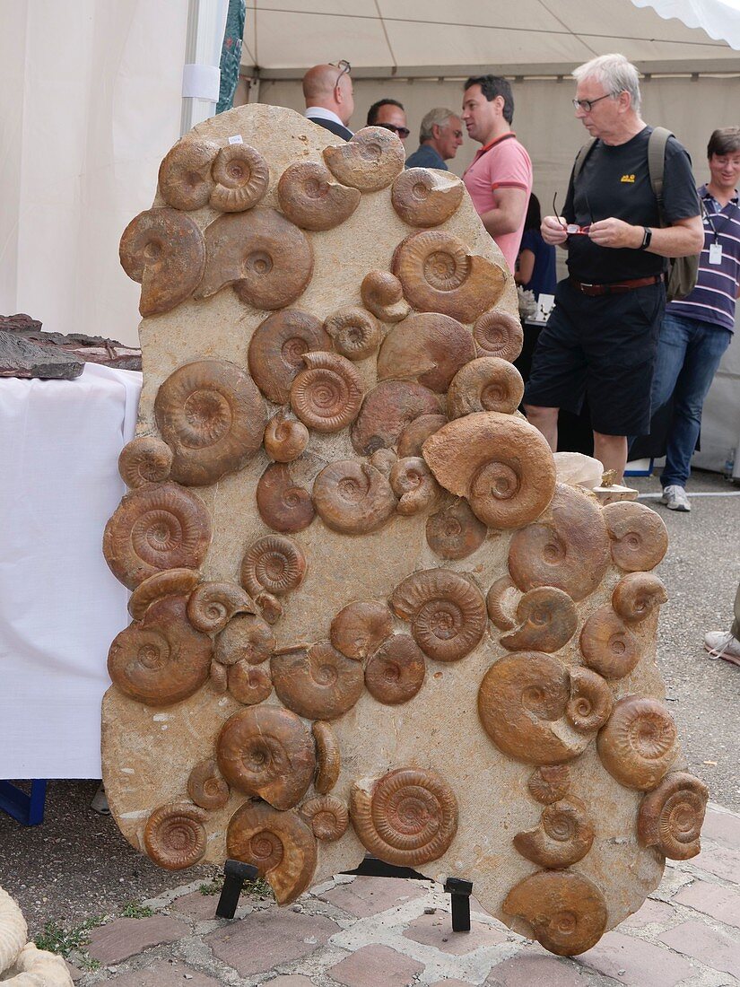 Mass mortality plate of ammonites