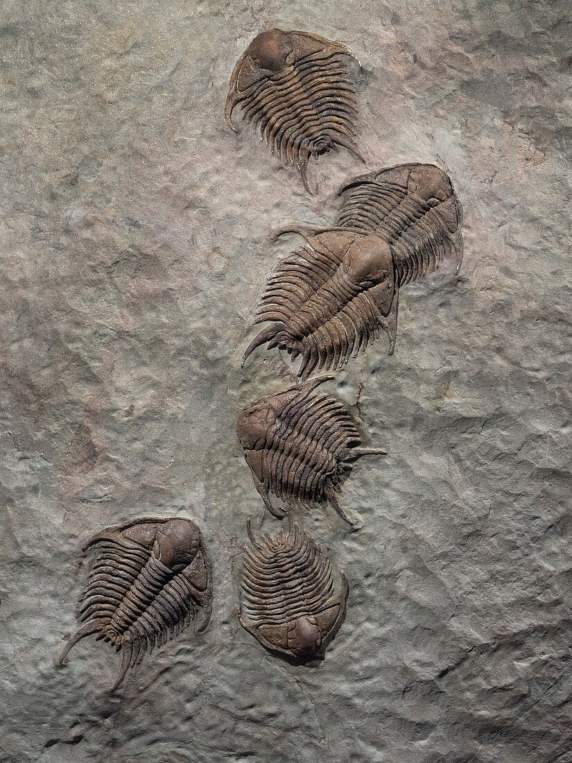 Trilobites from Morocco