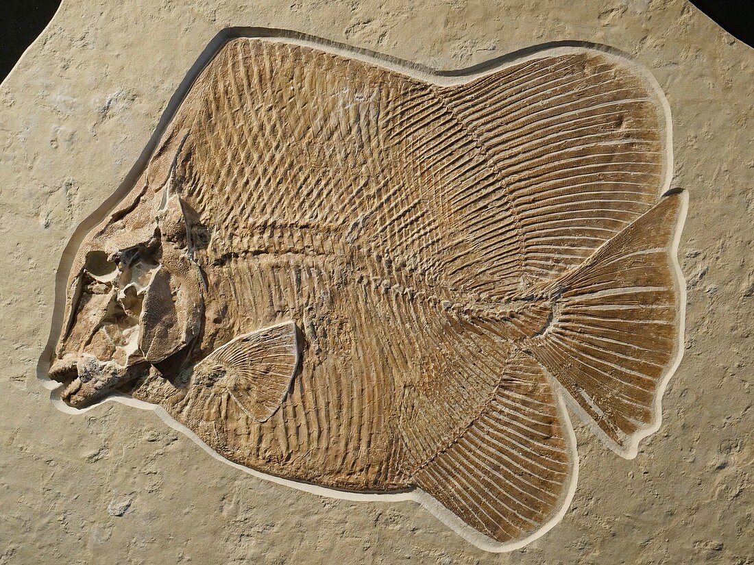Jurassic fish fossil