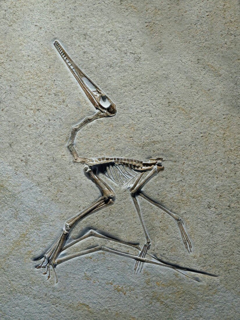 Jurassic pterosaur fossil