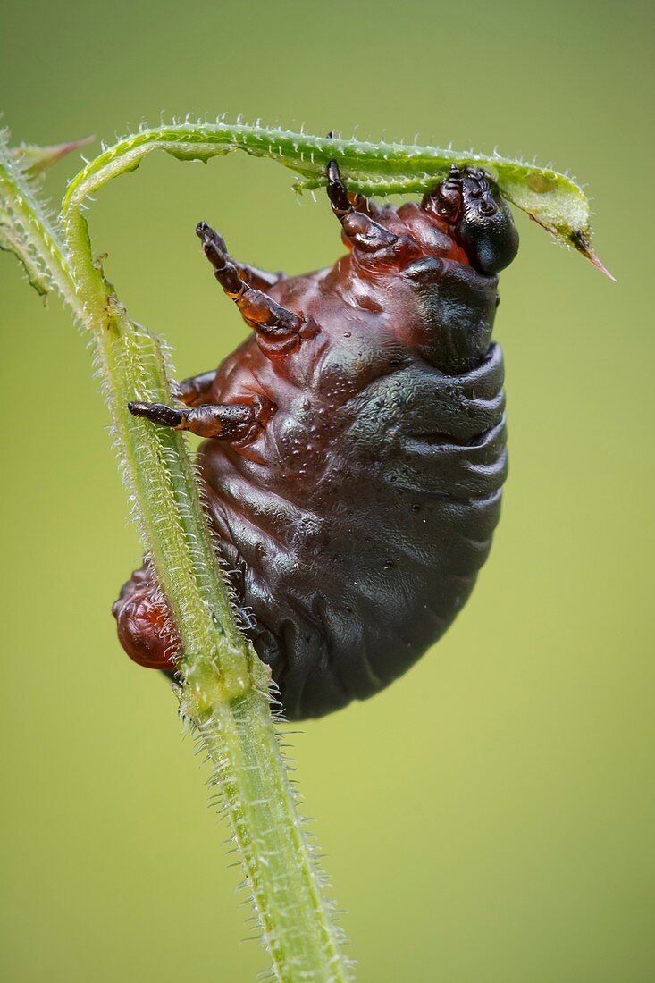 Bloody Nosed Beetle larva