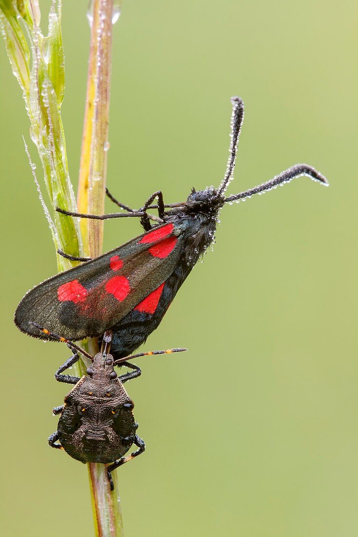 Spiny Shieldbug nymph predating on Five-spot Burnet Moth