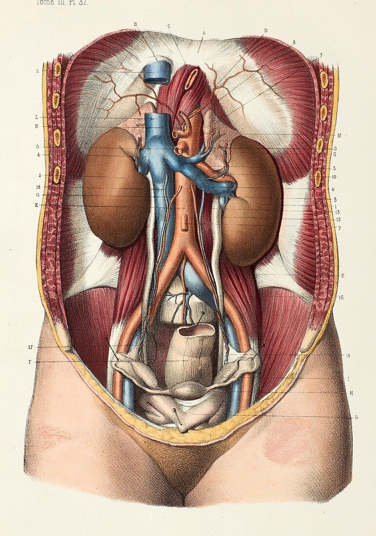 Kidney anatomy, 1866 illustration