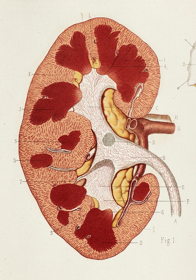 Kidney internal anatomy, 1866 illustration