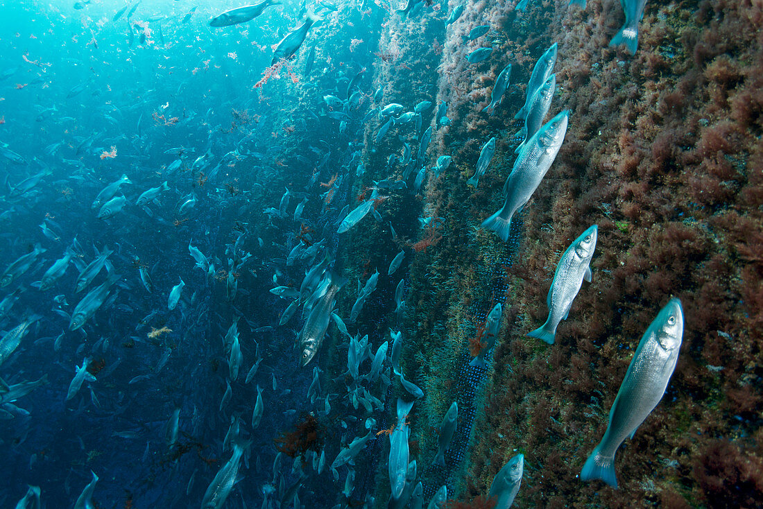 Mediterranean fish farm