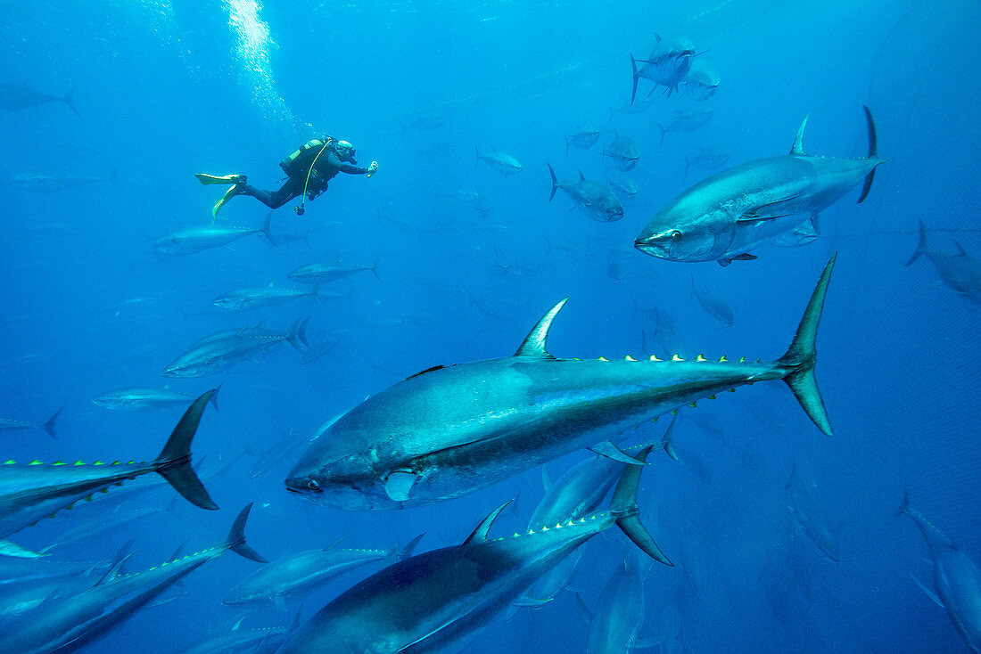 Bluefin tuna fish farm in the Mediterranean