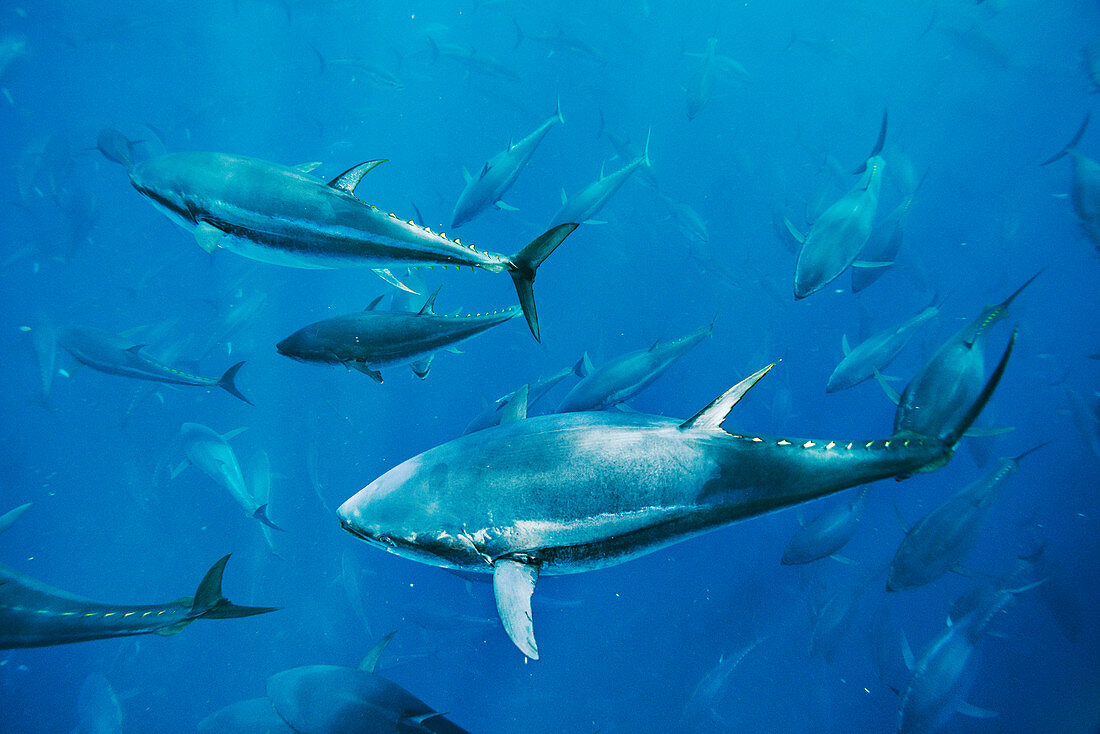 Bluefin tuna fish farm in the Mediterranean