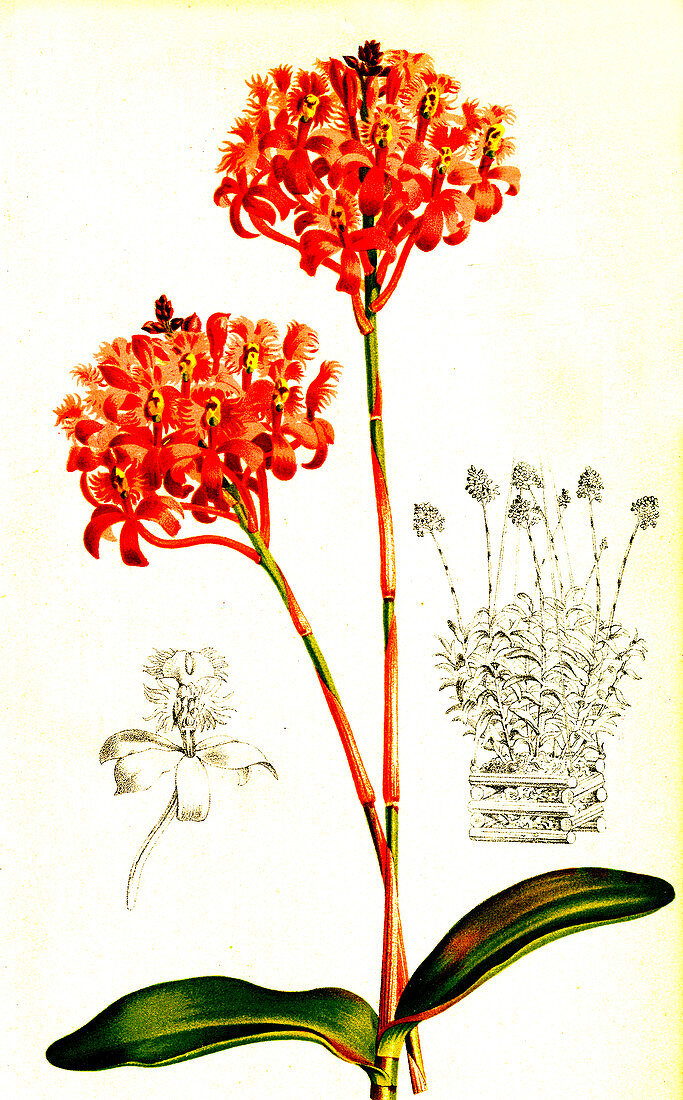 Epidendrum arachnoglossum, 19th century