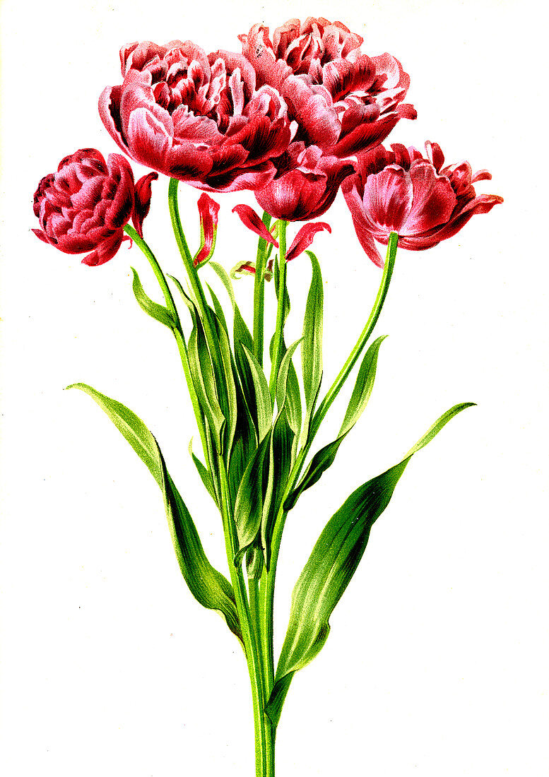 Tulipa pluriflora, 19th century