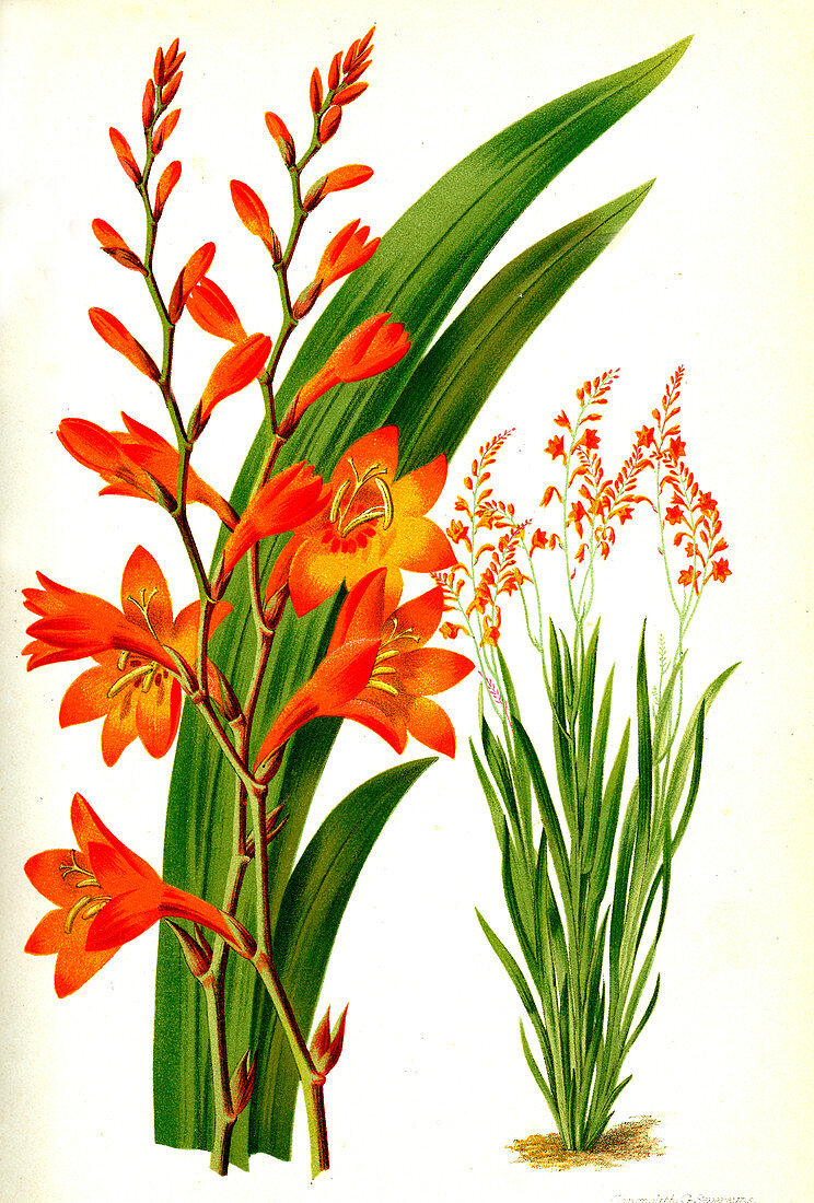 Montbretia hybrid, 19th century
