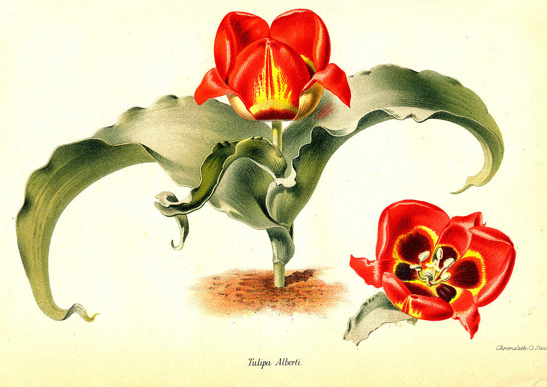 Tulipa alberti, 19th century