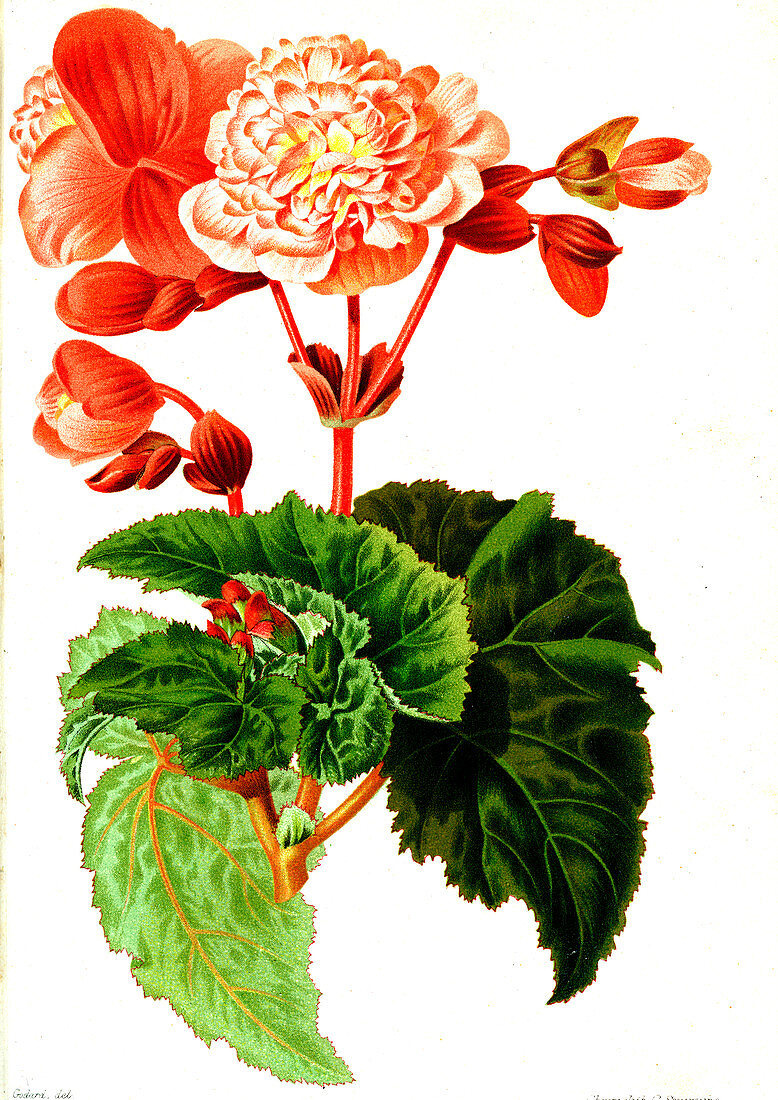 Begonia 'Mr Laing', 19th century